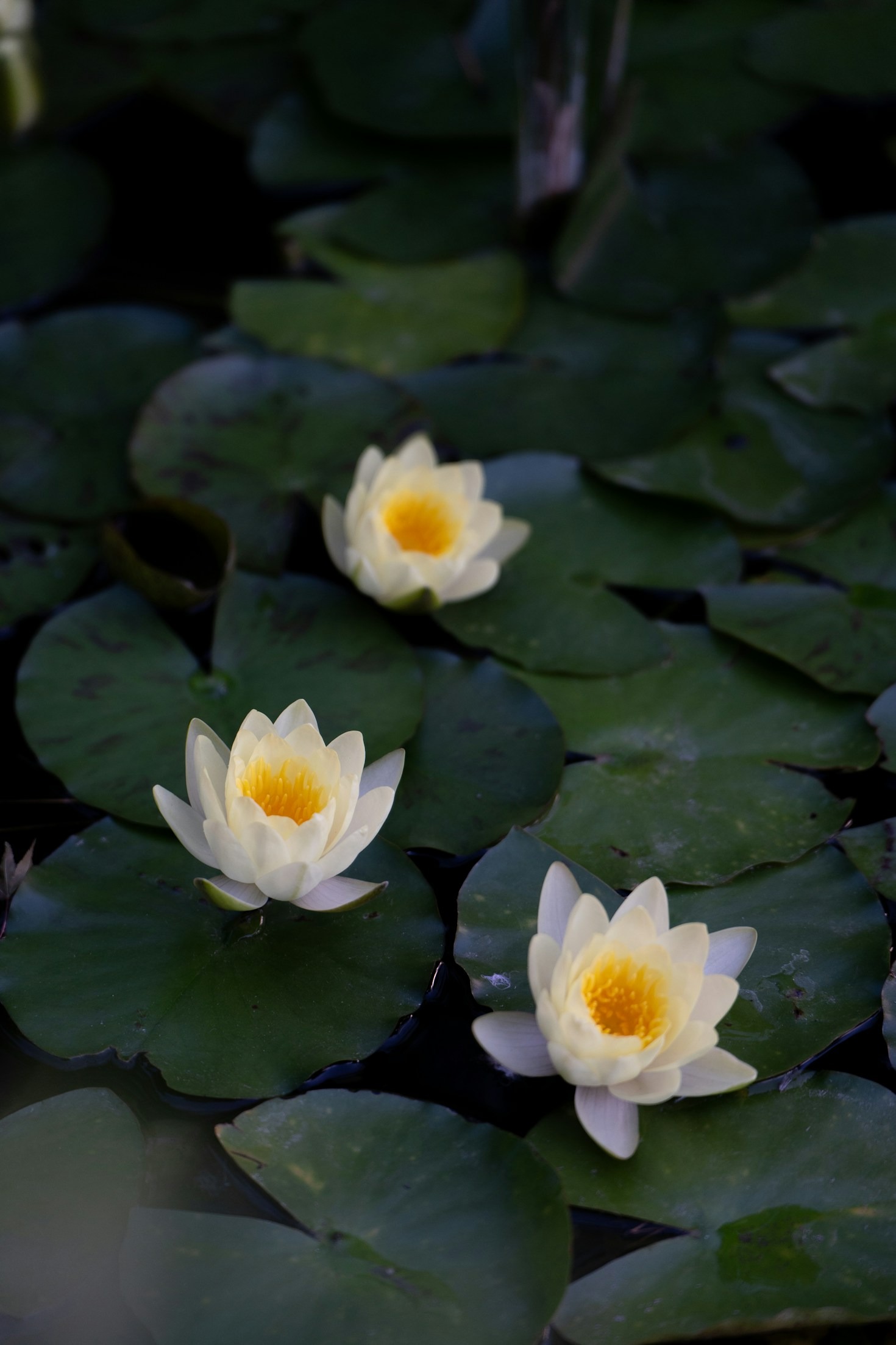 The Path to Spiritual Union Through Daily Practices